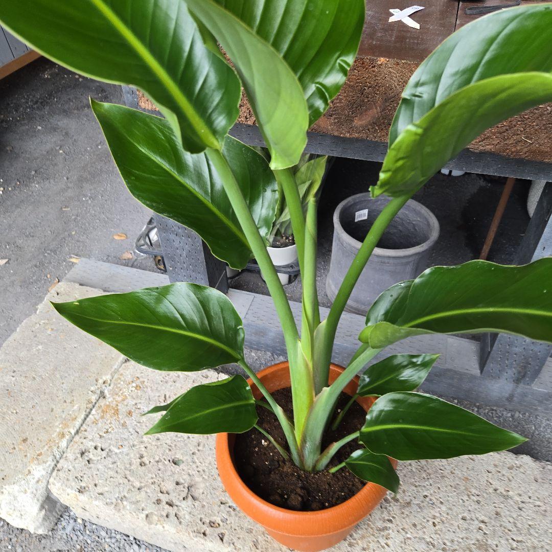 ②　ストレリチア　オーガスタ8号特大苗木最高等級極上品‼️