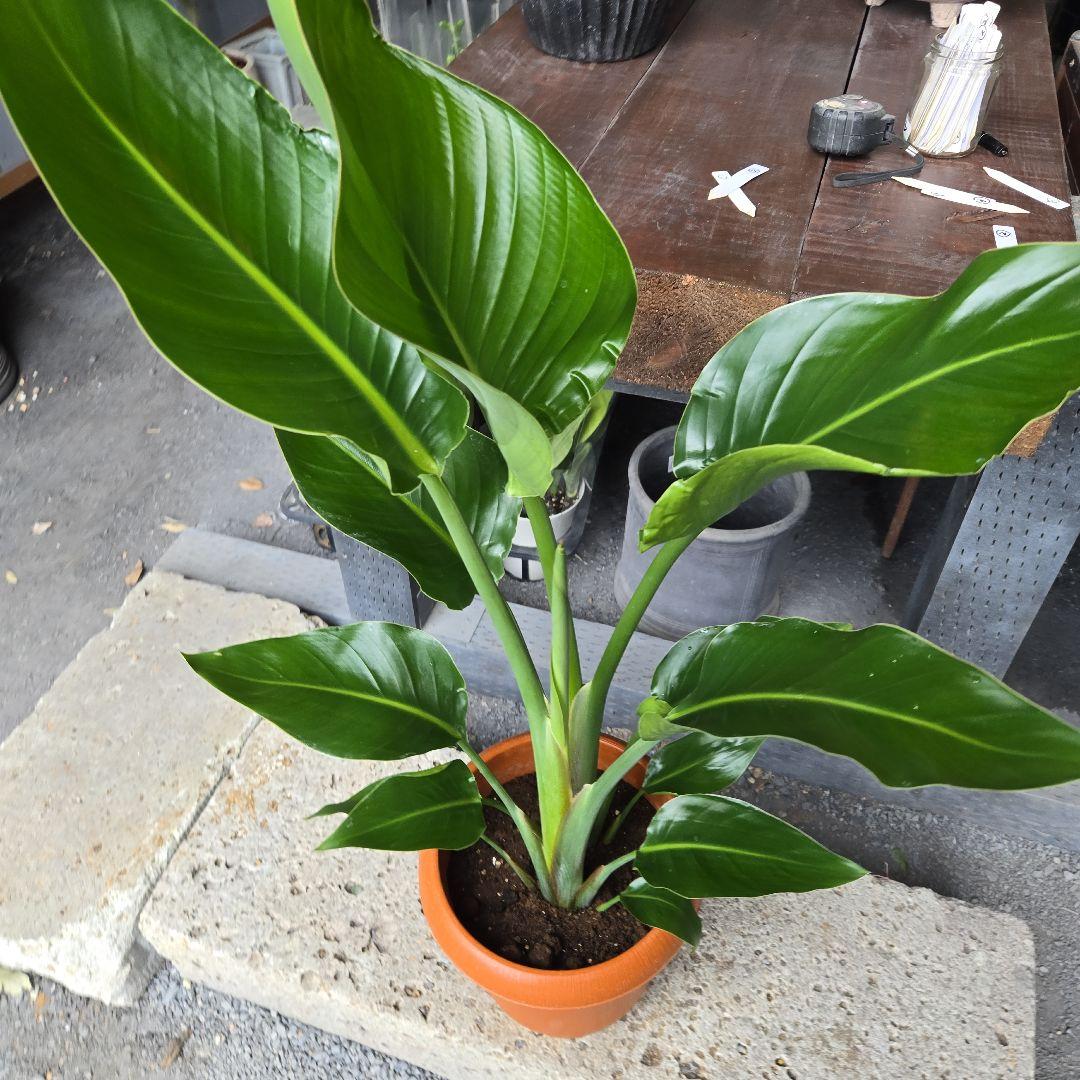 ②　ストレリチア　オーガスタ8号特大苗木最高等級極上品‼️