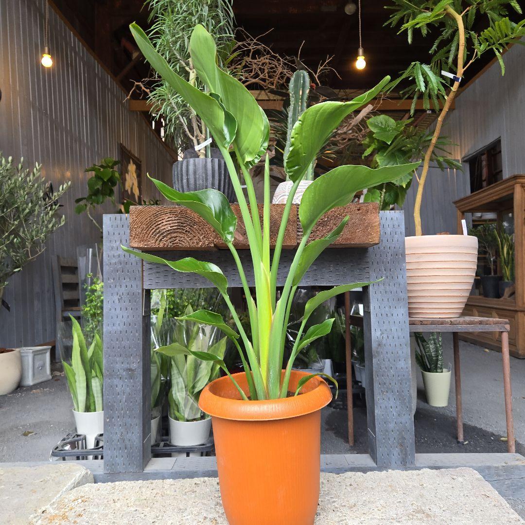 ②　ストレリチア　オーガスタ8号特大苗木最高等級極上品‼️