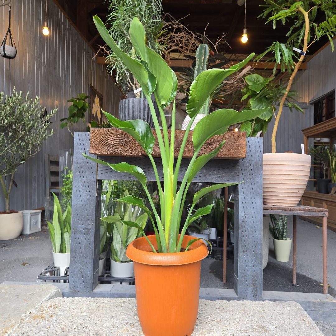 ②　ストレリチア　オーガスタ8号特大苗木最高等級極上品‼️