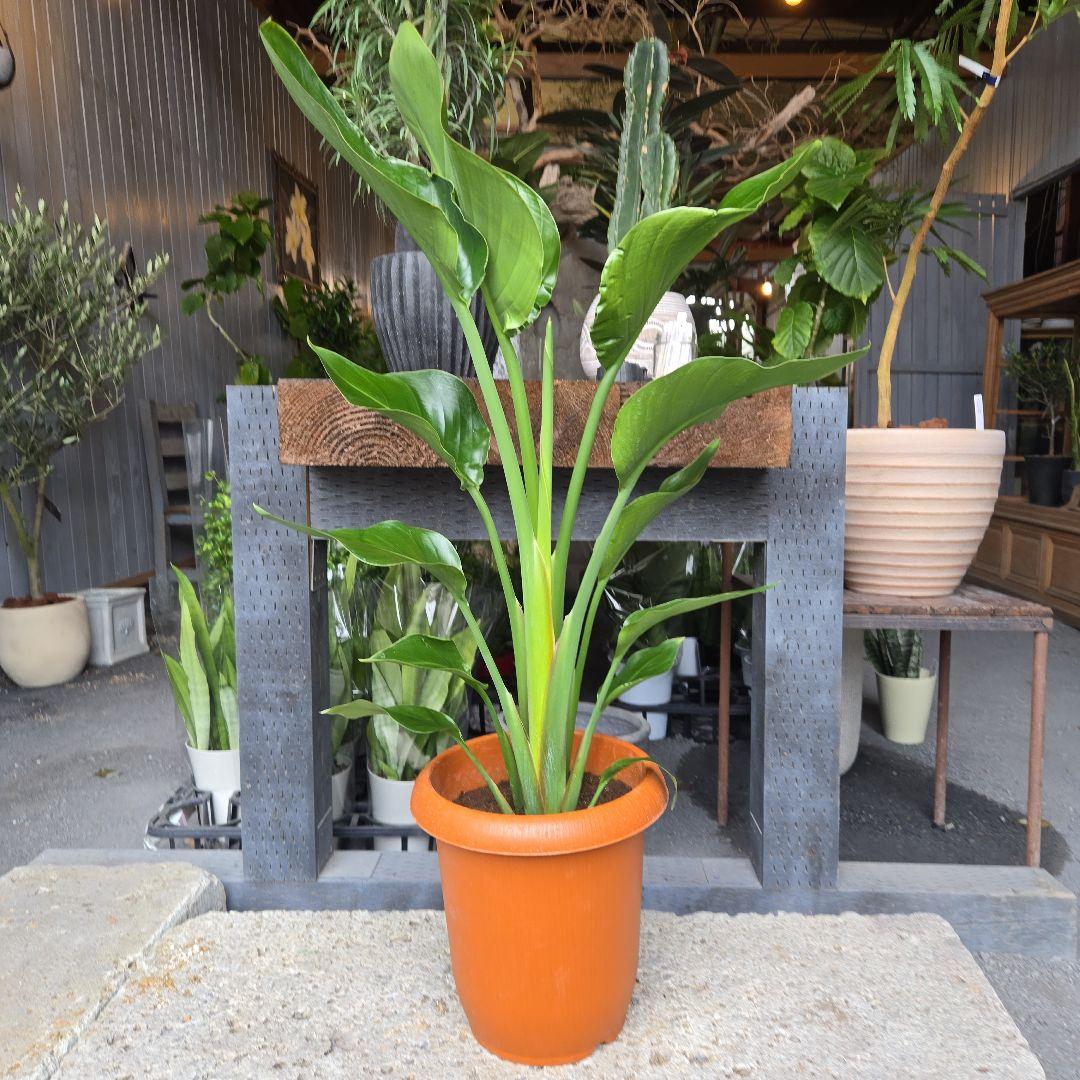 ②　ストレリチア　オーガスタ8号特大苗木最高等級極上品‼️