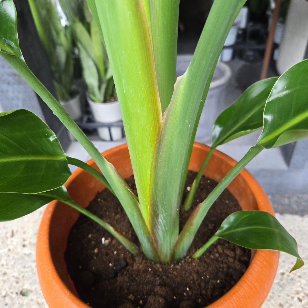 ②　ストレリチア　オーガスタ8号特大苗木最高等級極上品‼️