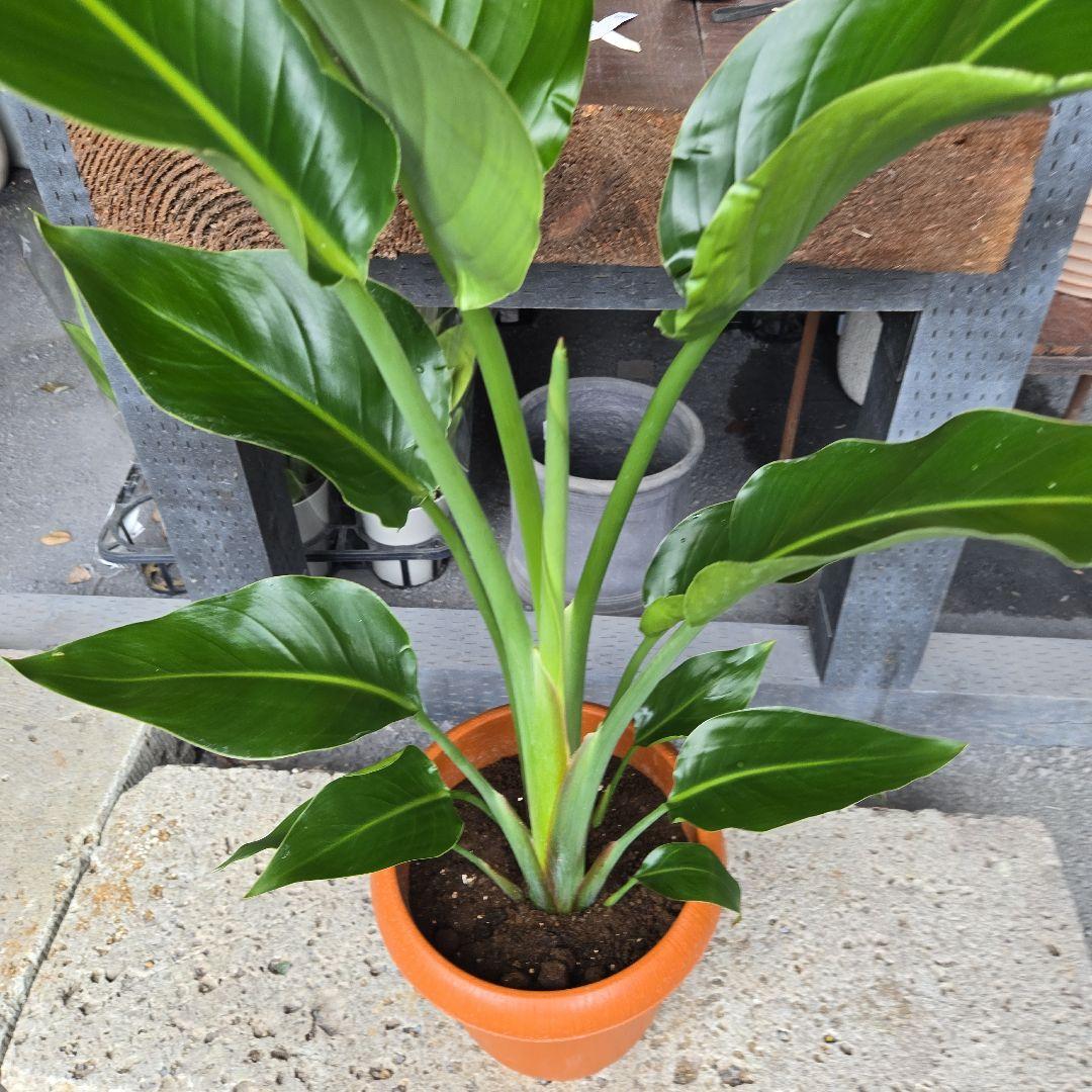 ②　ストレリチア　オーガスタ8号特大苗木最高等級極上品‼️