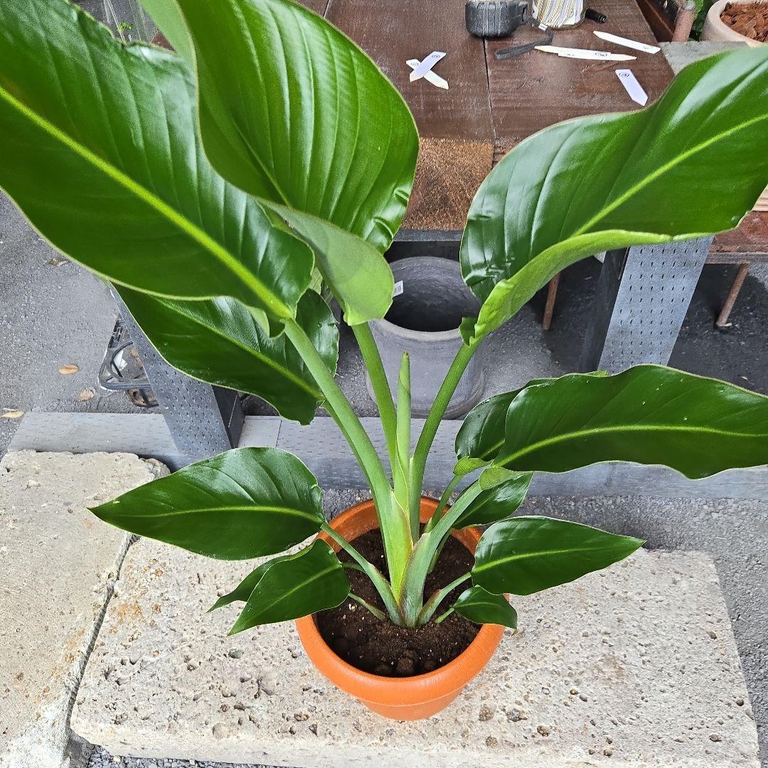 ②　ストレリチア　オーガスタ8号特大苗木最高等級極上品‼️