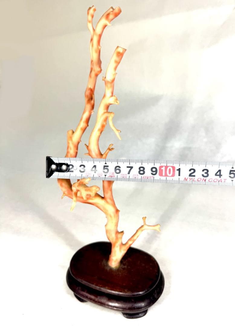 天然深海赤珊瑚 サンゴ 枝珊瑚 置物 天然未着色 唐木台座 WWFT046