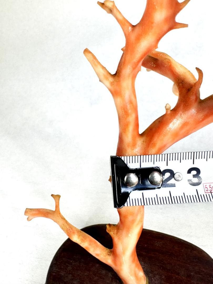 天然深海赤珊瑚 サンゴ 枝珊瑚 置物 天然未着色 唐木台座 WWFT046