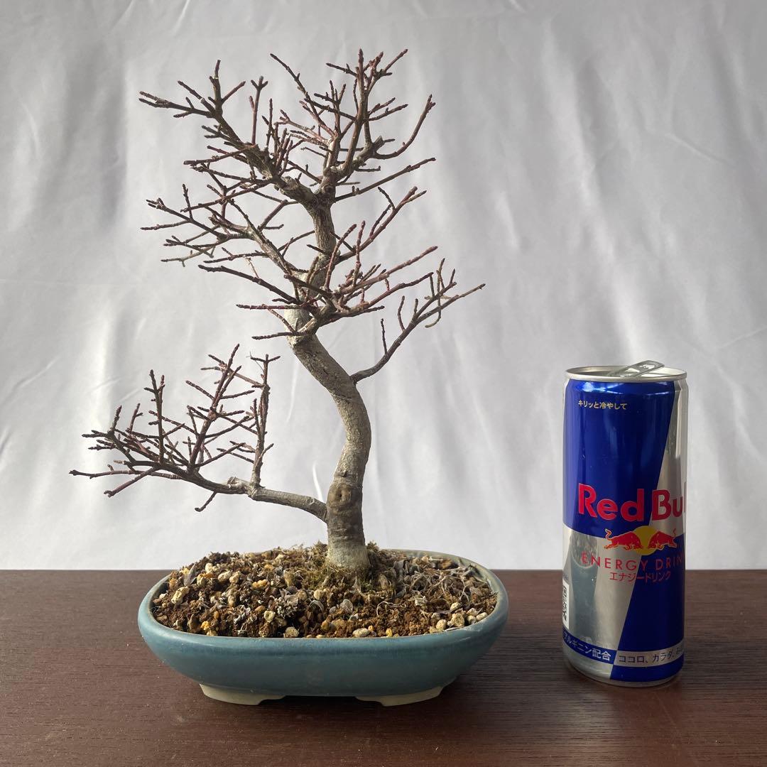 【盆栽 匿名配送 送料込み】 コマユミ(小真弓)