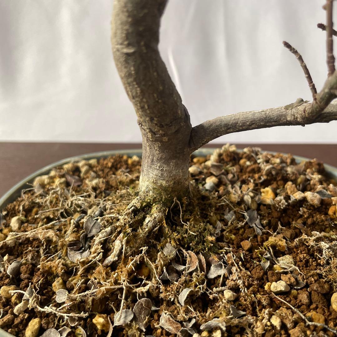 【盆栽 匿名配送 送料込み】 コマユミ(小真弓)