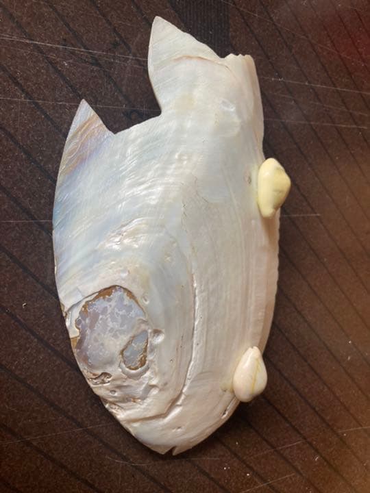 大きい二枚貝で作った小皿です小物入れ等で