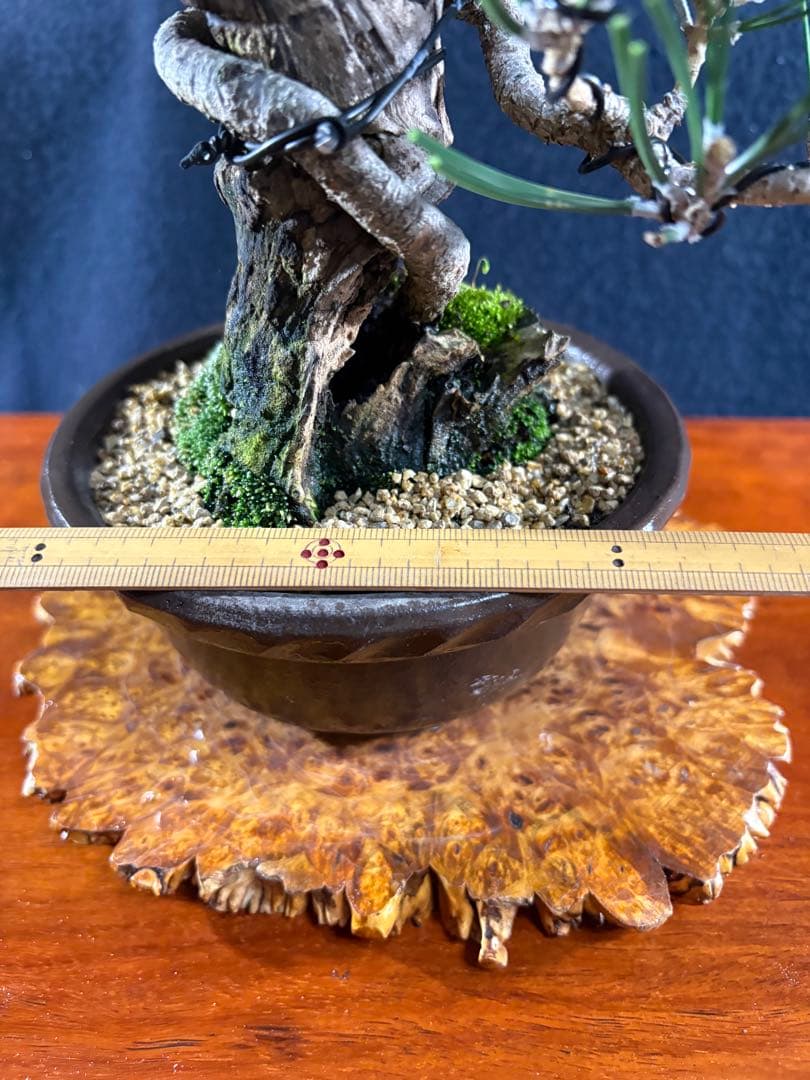 創作黒松盆栽、目立った傷や汚れ無し