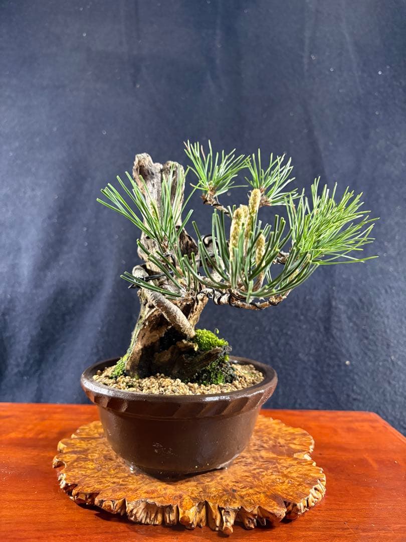 創作黒松盆栽、目立った傷や汚れ無し