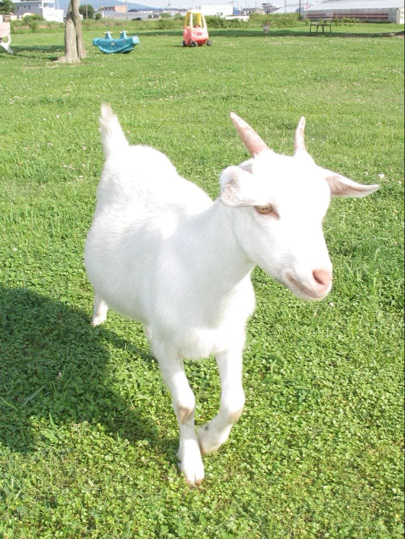 デジタルカメラ Canon Powershot A640