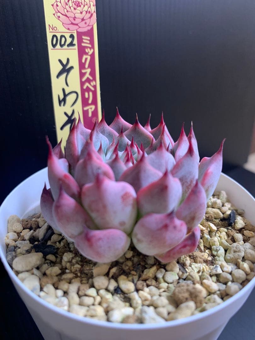 おらいさん苗 ミックスベリア そわそわ 熟株　美苗　札付きポットのまま発送