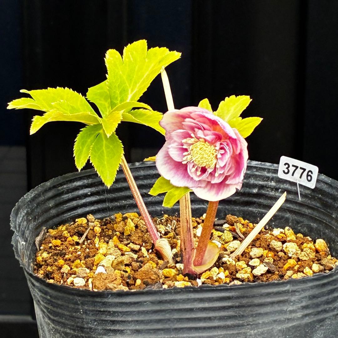 3776☘️ラスト☘️2年間管理株☘️極上☘️⭐️ボリュームSD⭐️ソレイユ⭐️小輪⭐️広瀬園芸