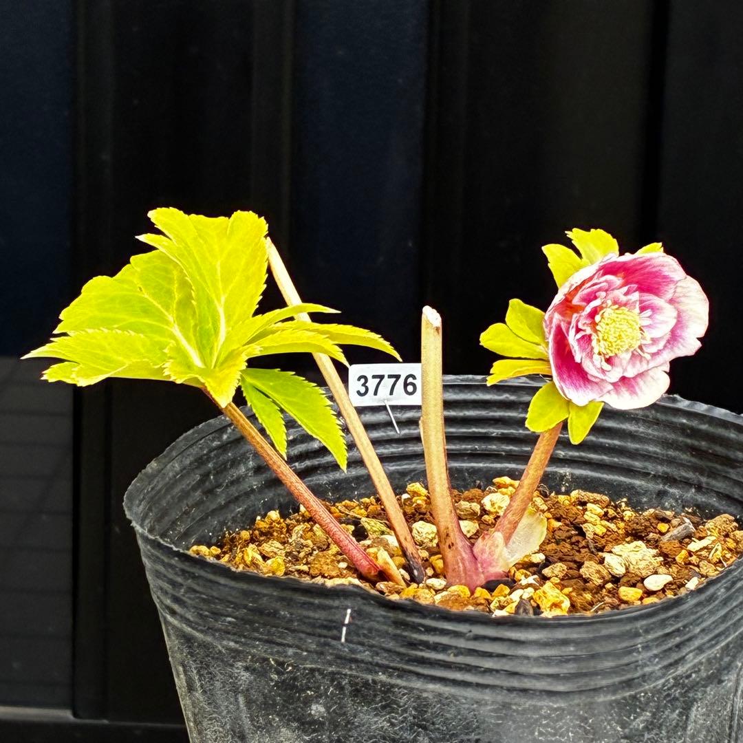 3776☘️ラスト☘️2年間管理株☘️極上☘️⭐️ボリュームSD⭐️ソレイユ⭐️小輪⭐️広瀬園芸