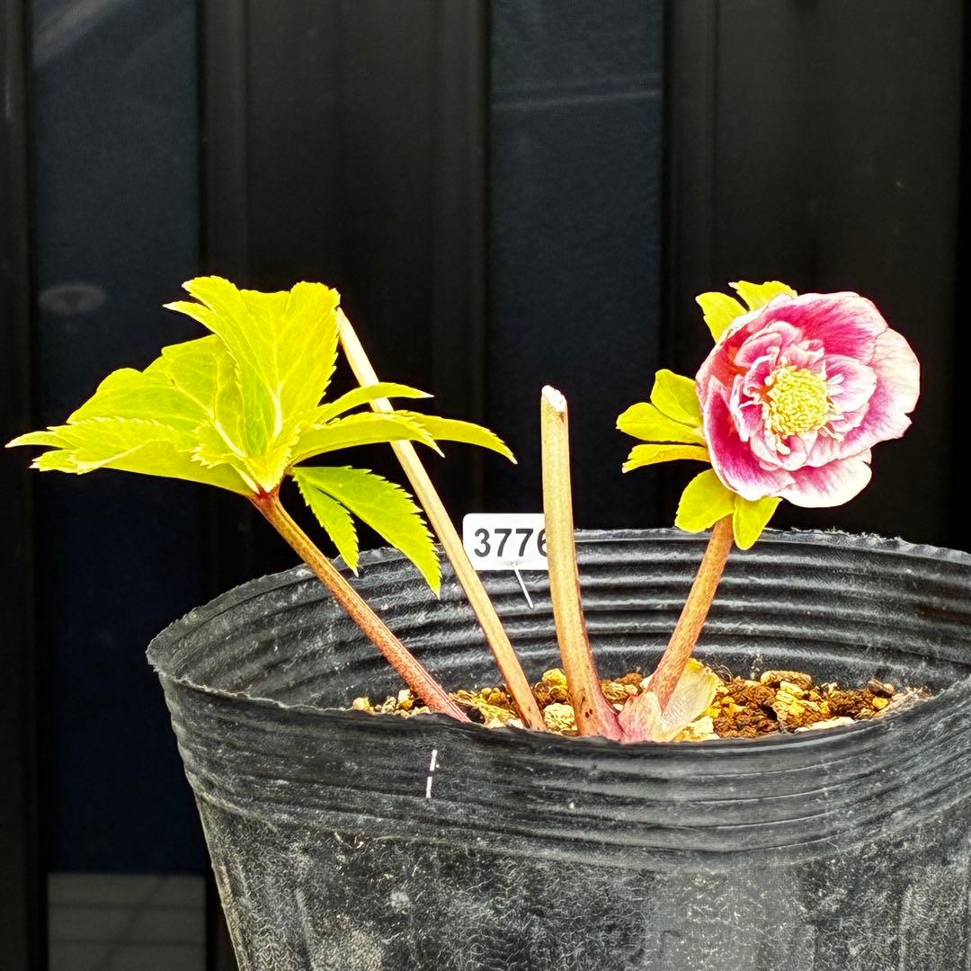 3776☘️ラスト☘️2年間管理株☘️極上☘️⭐️ボリュームSD⭐️ソレイユ⭐️小輪⭐️広瀬園芸