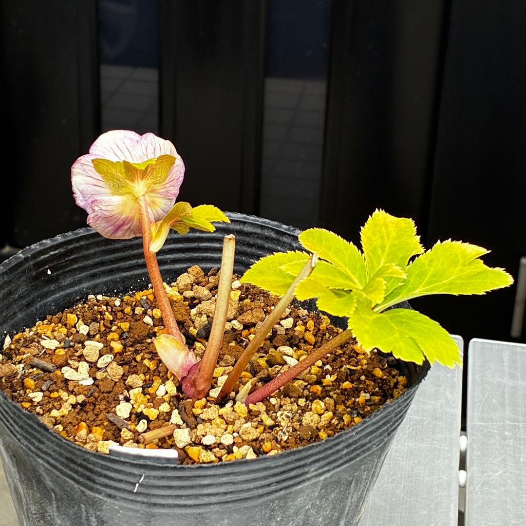 3776☘️ラスト☘️2年間管理株☘️極上☘️⭐️ボリュームSD⭐️ソレイユ⭐️小輪⭐️広瀬園芸