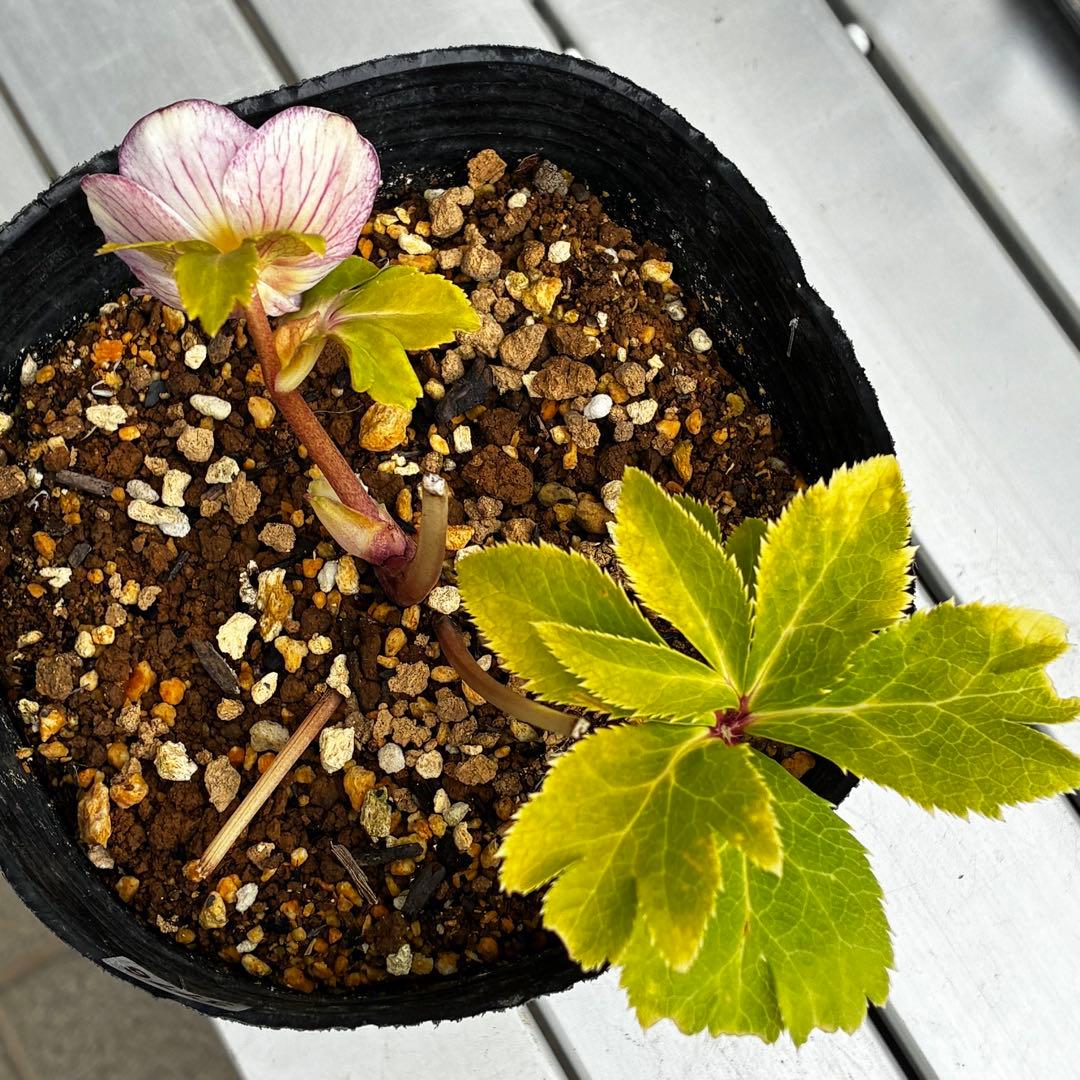 3776☘️ラスト☘️2年間管理株☘️極上☘️⭐️ボリュームSD⭐️ソレイユ⭐️小輪⭐️広瀬園芸