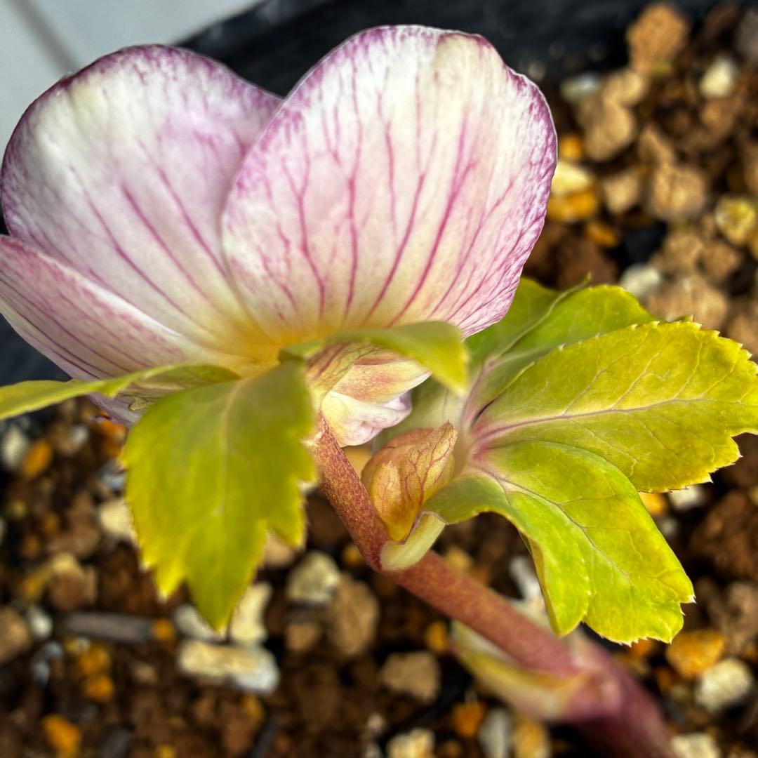 3776☘️ラスト☘️2年間管理株☘️極上☘️⭐️ボリュームSD⭐️ソレイユ⭐️小輪⭐️広瀬園芸