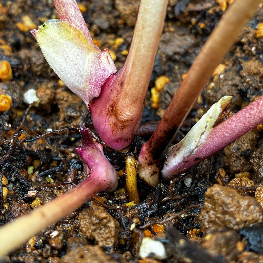 3776☘️ラスト☘️2年間管理株☘️極上☘️⭐️ボリュームSD⭐️ソレイユ⭐️小輪⭐️広瀬園芸