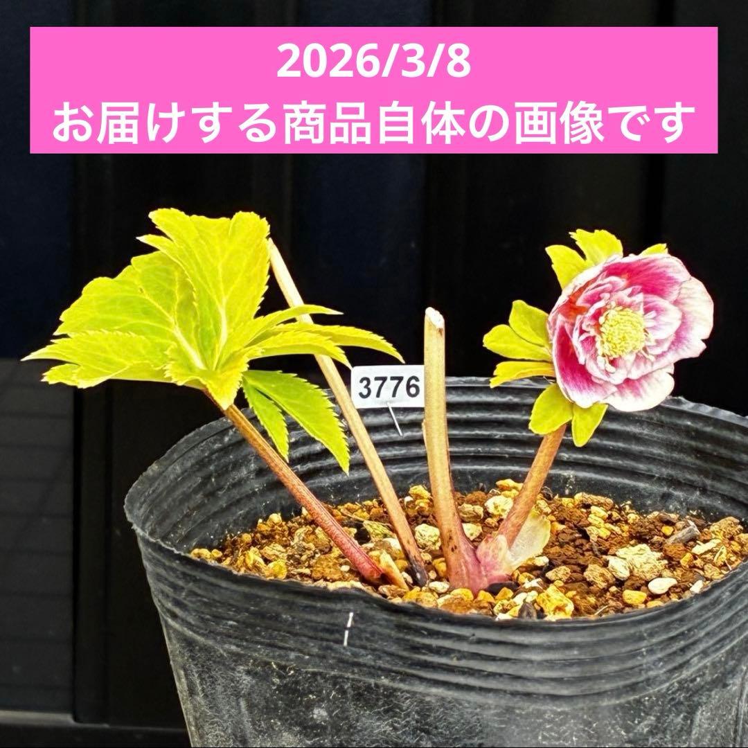 3776☘️ラスト☘️2年間管理株☘️極上☘️⭐️ボリュームSD⭐️ソレイユ⭐️小輪⭐️広瀬園芸