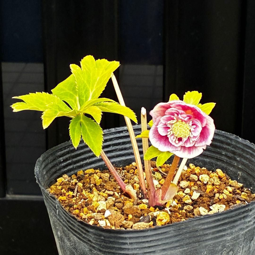 3776☘️ラスト☘️2年間管理株☘️極上☘️⭐️ボリュームSD⭐️ソレイユ⭐️小輪⭐️広瀬園芸