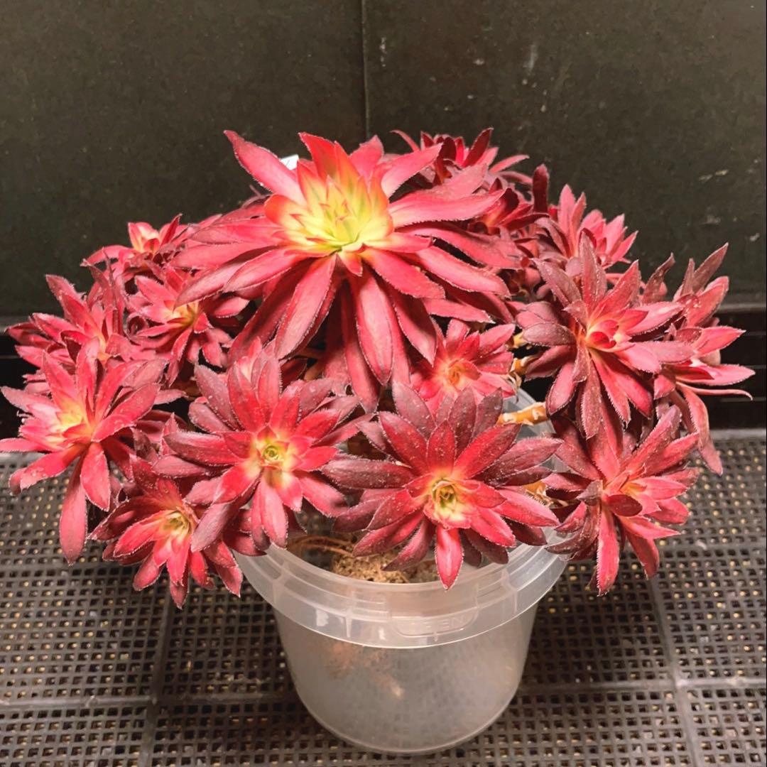 57#多肉植物❤️アエオニウム錦❤️朱雀錦❤️1大頭19小頭28cm拔き苗
