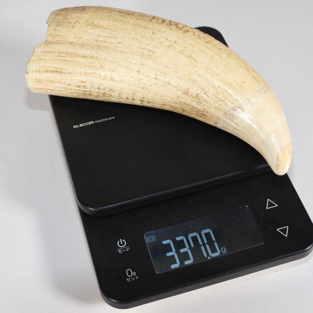 天然素材 マッコウクジラ 歯 重約337g 根付 鯨歯 印材 置物