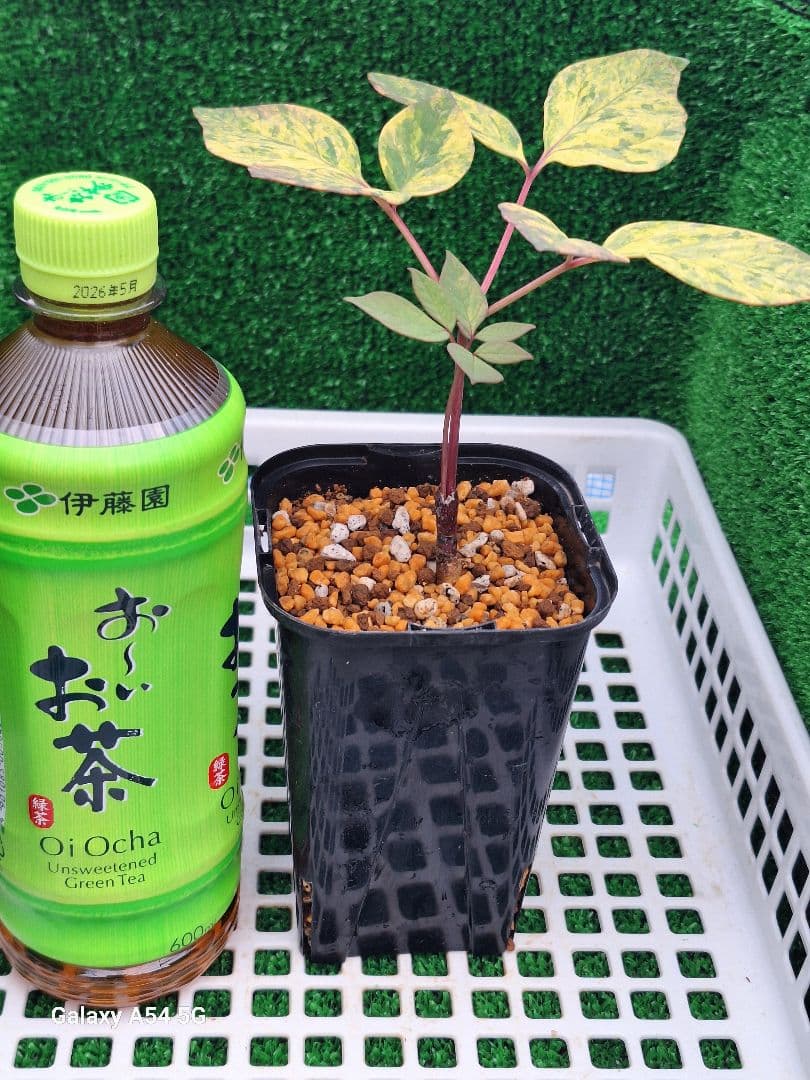 山野草ヤマシャクヤク中津山産セルフ交配