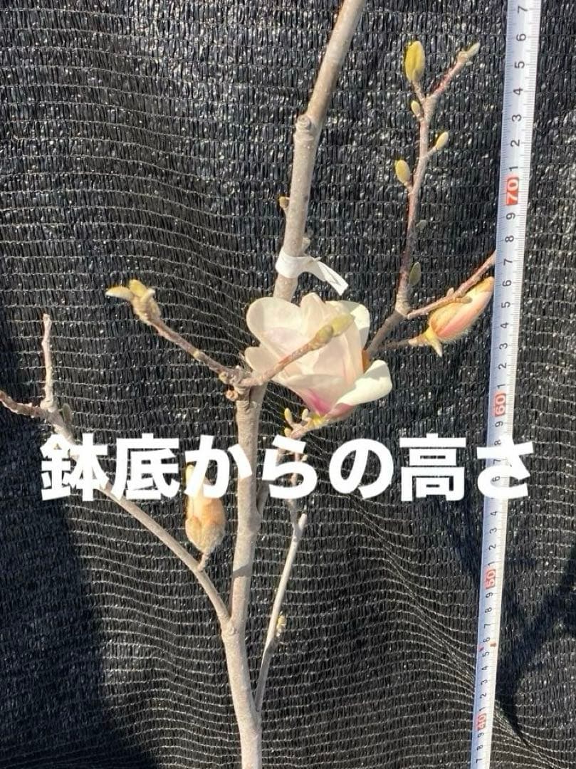 ①*:ஐ優雅な芳香と透明感のある白花*:ஐ接木・モクレン・苗木【スノーホワイト】
