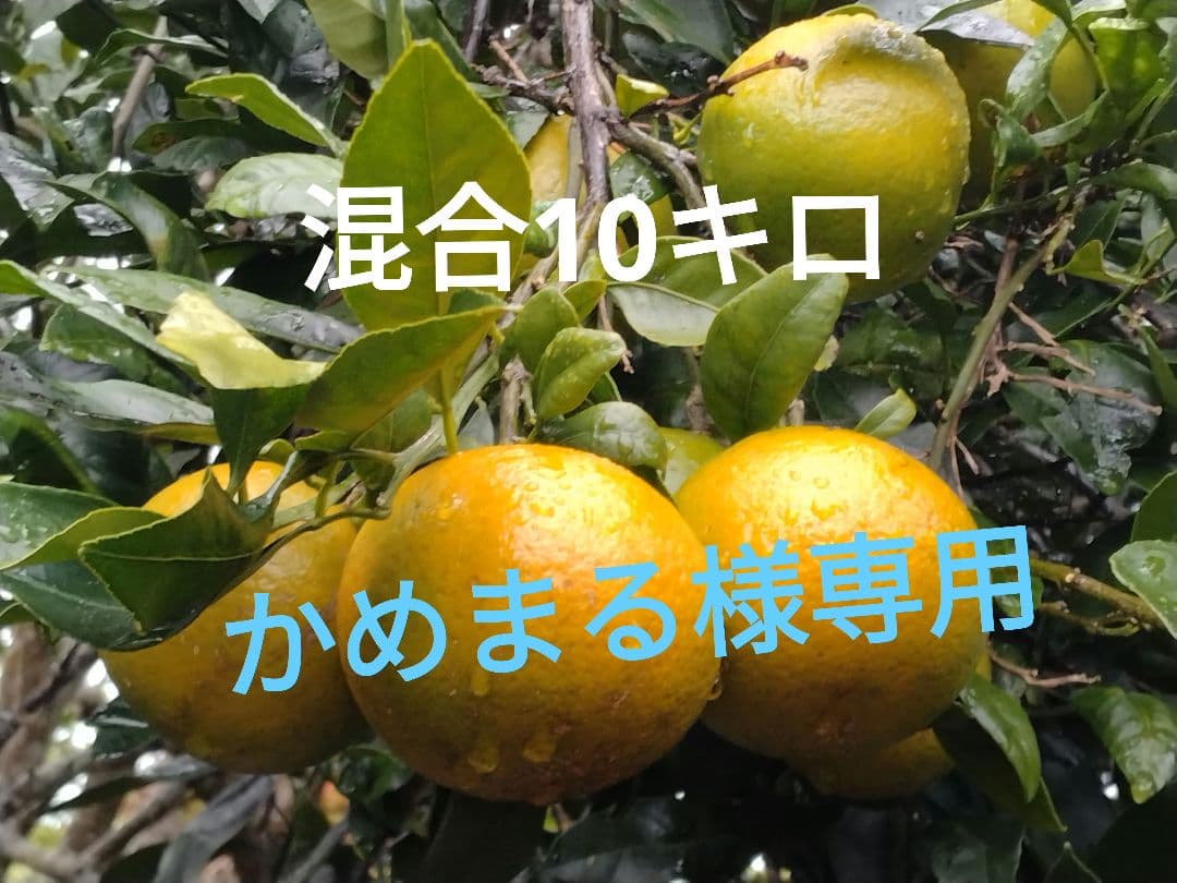 かめまる ！たんかん☆混合10キロ♪