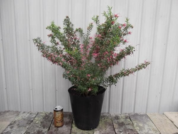 現物「グレビレア・ピグミーダンサー」７号　Pygmy Dancer