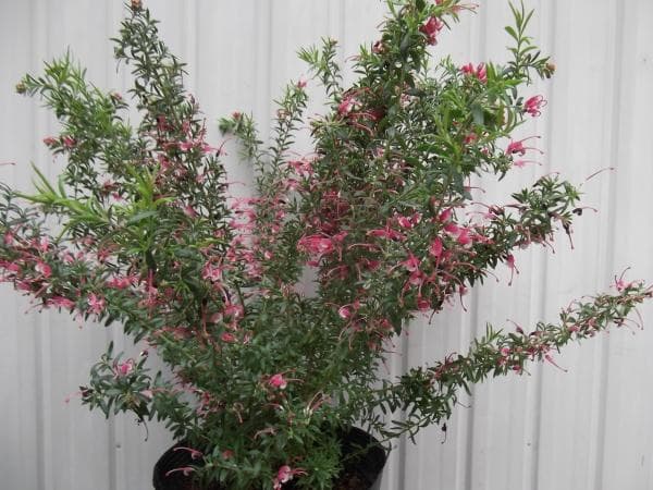 現物「グレビレア・ピグミーダンサー」７号　Pygmy Dancer