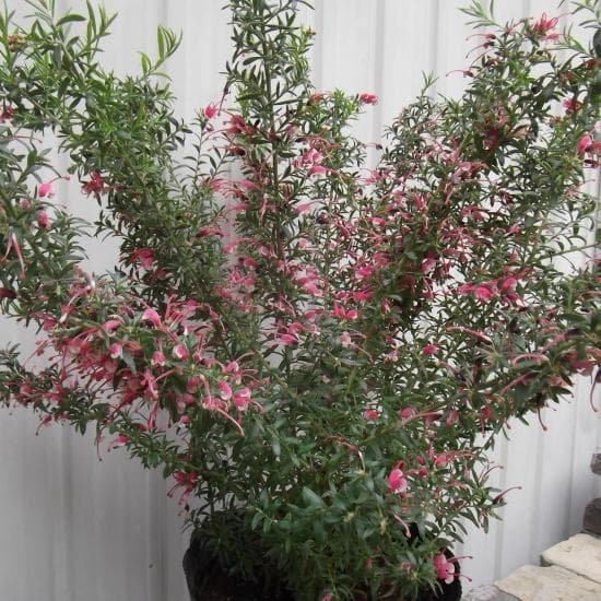 現物「グレビレア・ピグミーダンサー」７号　Pygmy Dancer