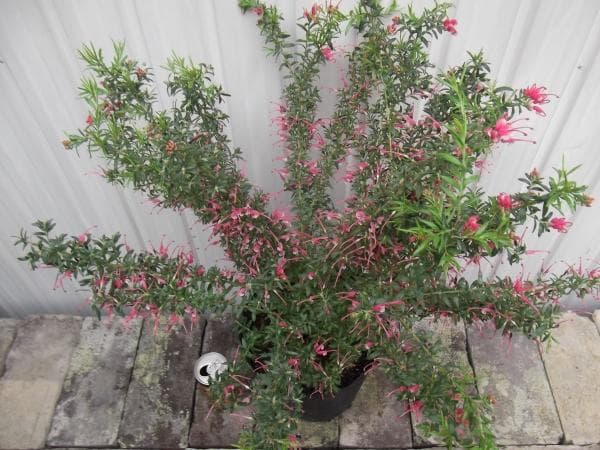 現物「グレビレア・ピグミーダンサー」７号　Pygmy Dancer