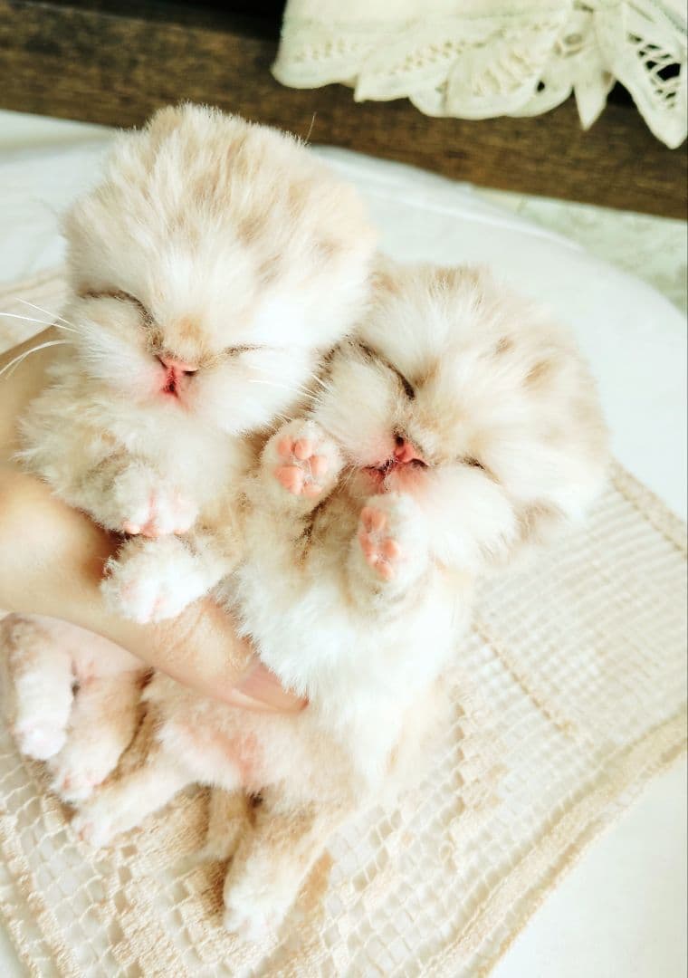 ゆいゆいちゃん御予約❤生後2日♡スナネコベビー♡双子ちゃん♡アートドール♡