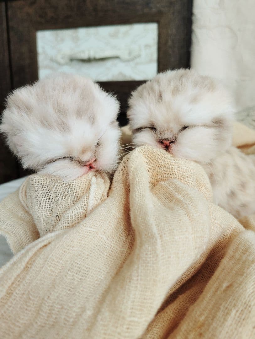 ゆいゆいちゃん御予約❤生後2日♡スナネコベビー♡双子ちゃん♡アートドール♡