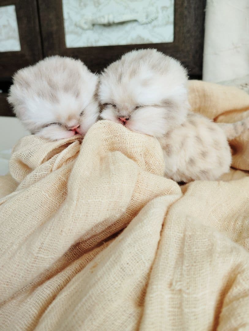 ゆいゆいちゃん御予約❤生後2日♡スナネコベビー♡双子ちゃん♡アートドール♡