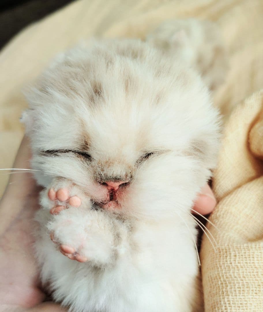 ゆいゆいちゃん御予約❤生後2日♡スナネコベビー♡双子ちゃん♡アートドール♡