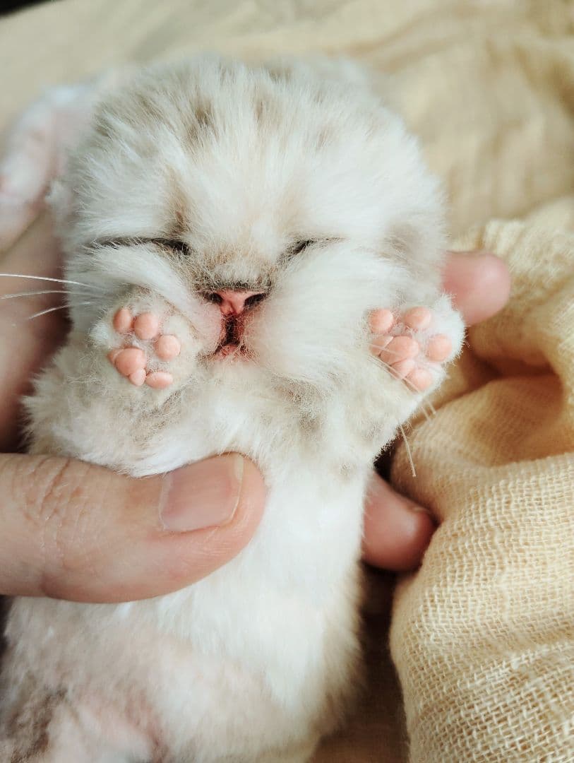 ゆいゆいちゃん御予約❤生後2日♡スナネコベビー♡双子ちゃん♡アートドール♡