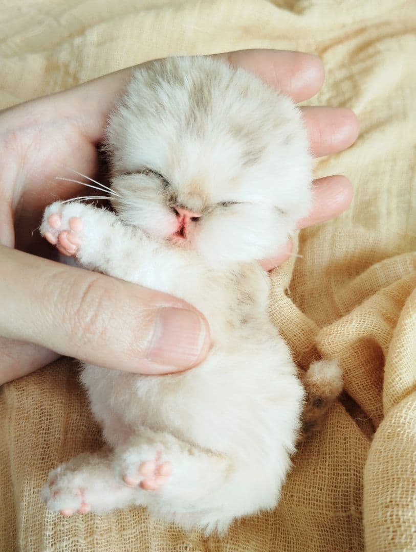 ゆいゆいちゃん御予約❤生後2日♡スナネコベビー♡双子ちゃん♡アートドール♡