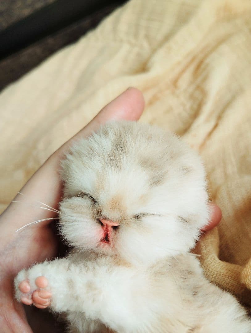 ゆいゆいちゃん御予約❤生後2日♡スナネコベビー♡双子ちゃん♡アートドール♡