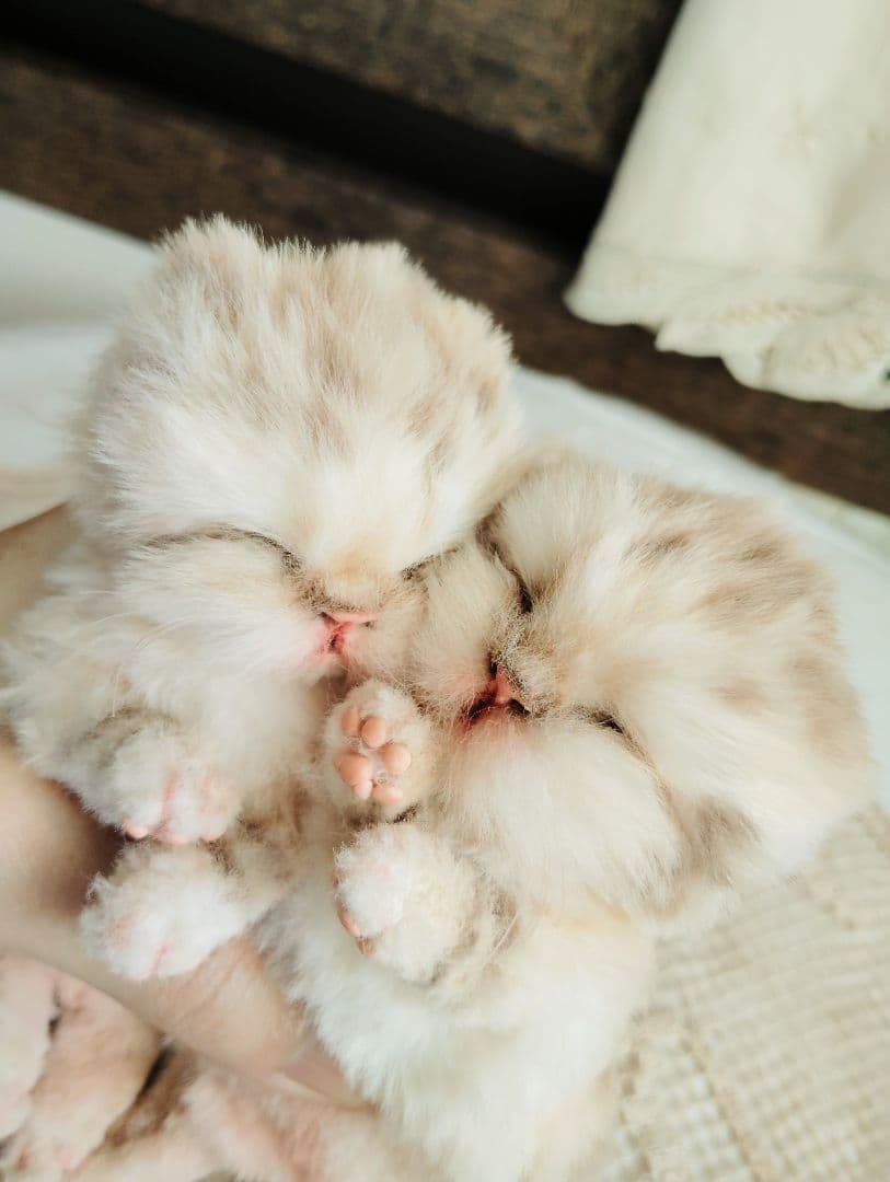 ゆいゆいちゃん御予約❤生後2日♡スナネコベビー♡双子ちゃん♡アートドール♡