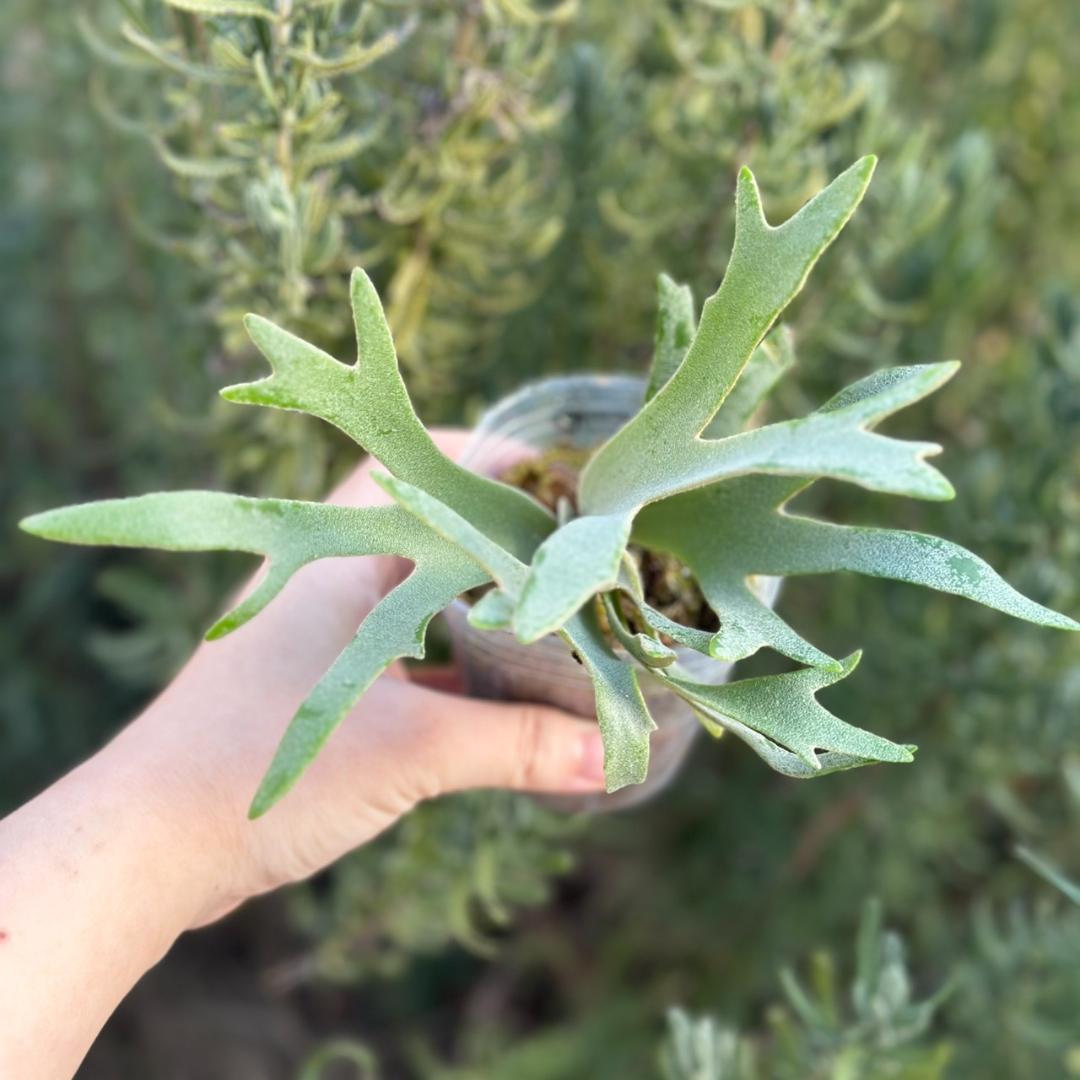 （大きめ）P.willinckii ’Nano’ spore 4901