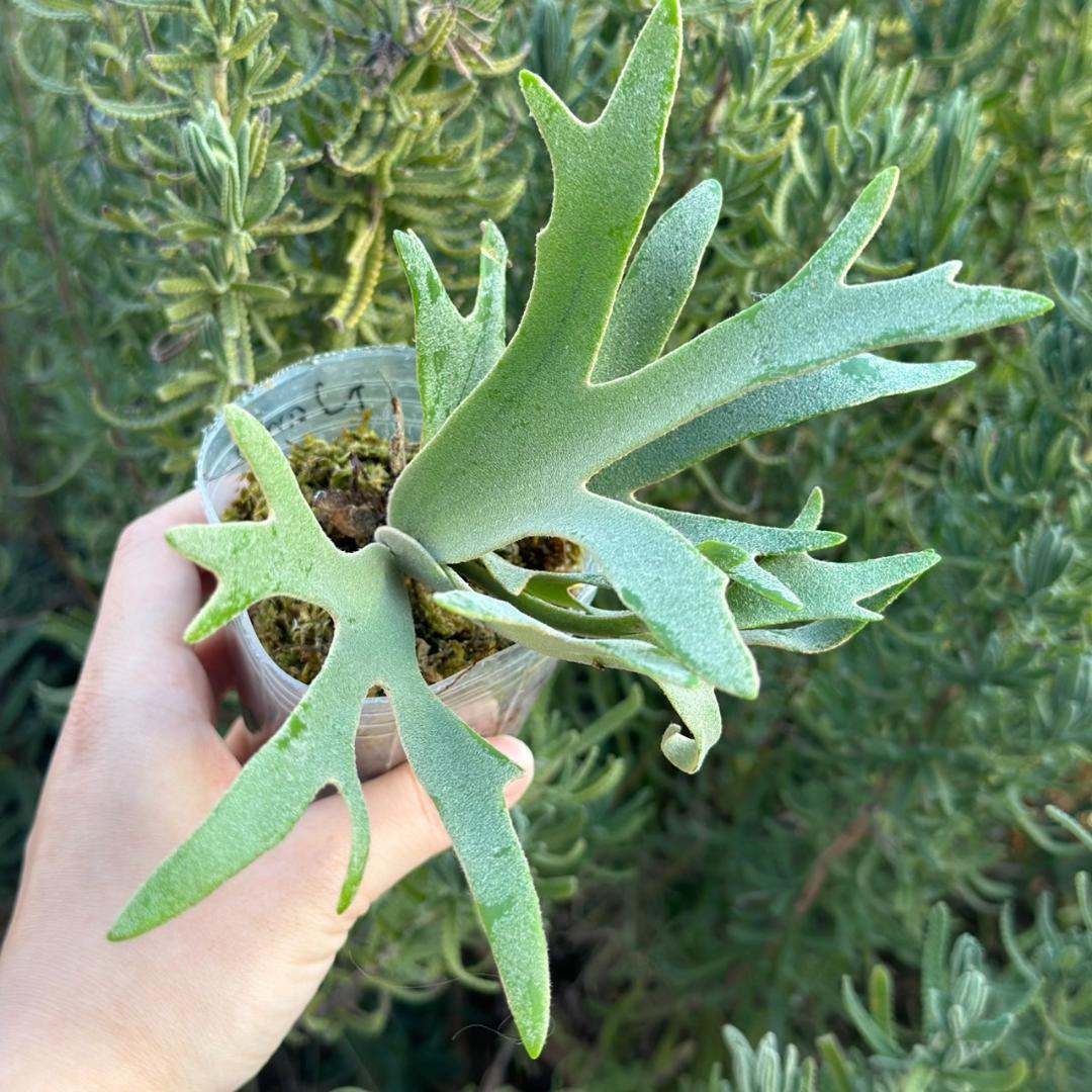 （大きめ）P.willinckii ’Nano’ spore 4901