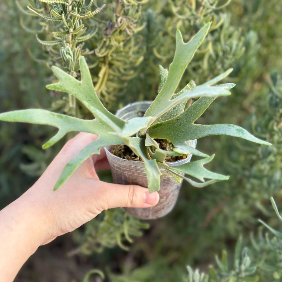 （大きめ）P.willinckii ’Nano’ spore 4901