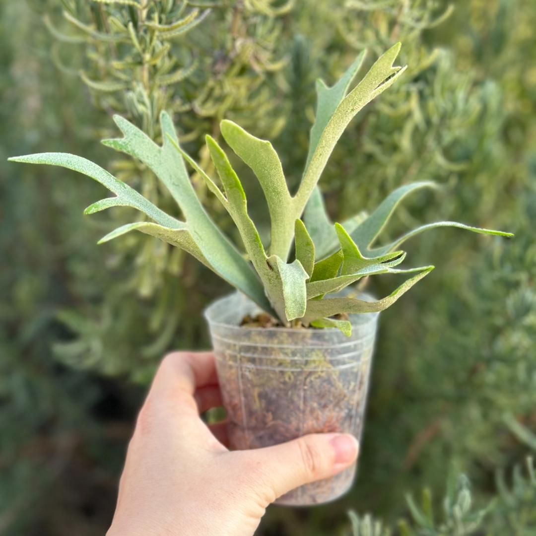 （大きめ）P.willinckii ’Nano’ spore 4901