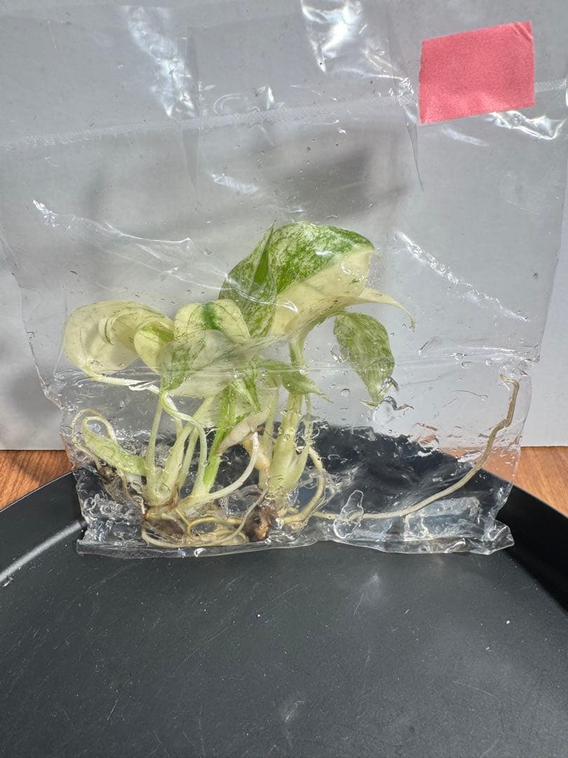 モンステラ デリシオーサ フルミントTC 3株入り 2