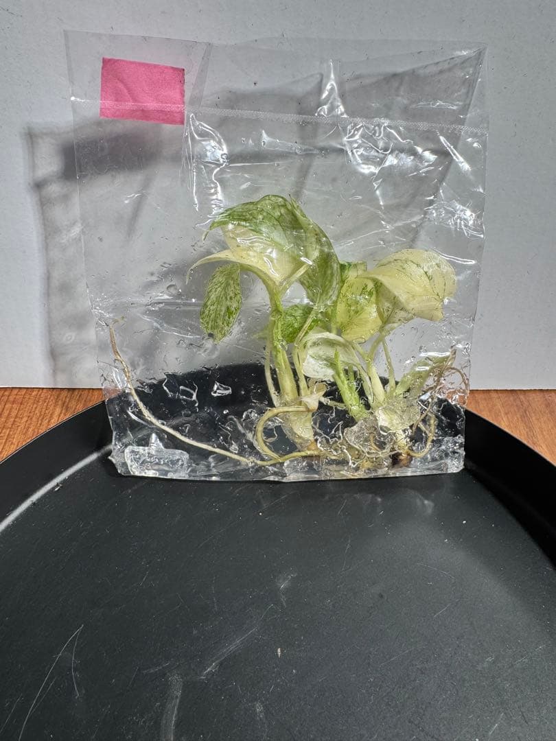 モンステラ デリシオーサ フルミントTC 3株入り 2