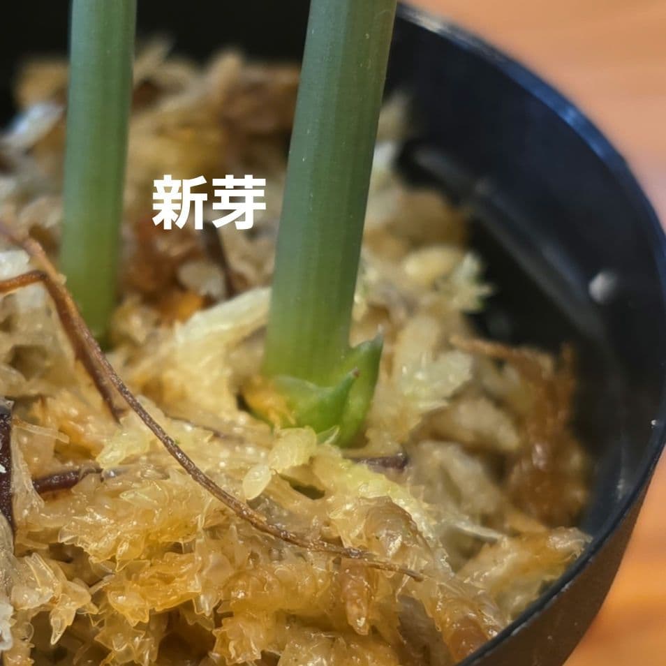 極斑 発根済み 鉢ごと【スキンダプサス エキゾチカ ホログラム バリエガータ】